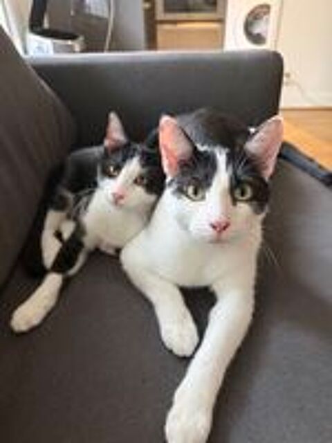   Chat de 1 an à donner, très calin 