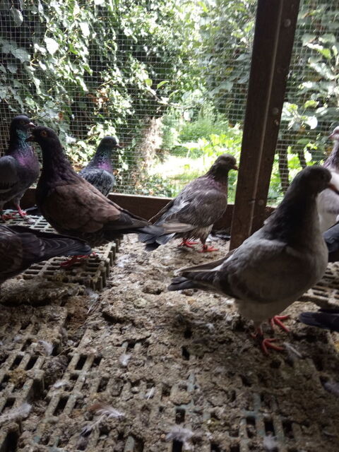 pigeons à manger. 7 18100 Vierzon