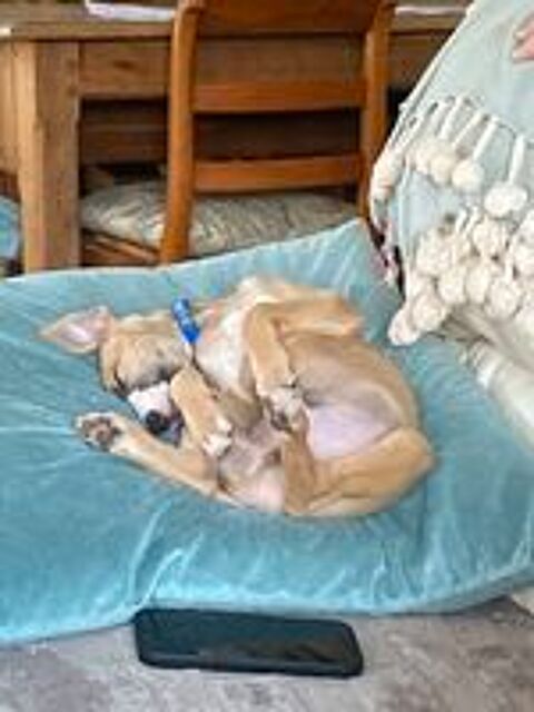   Magnifiques chiots de race WHIPPET les Whippets
Dé ROAZHON 
