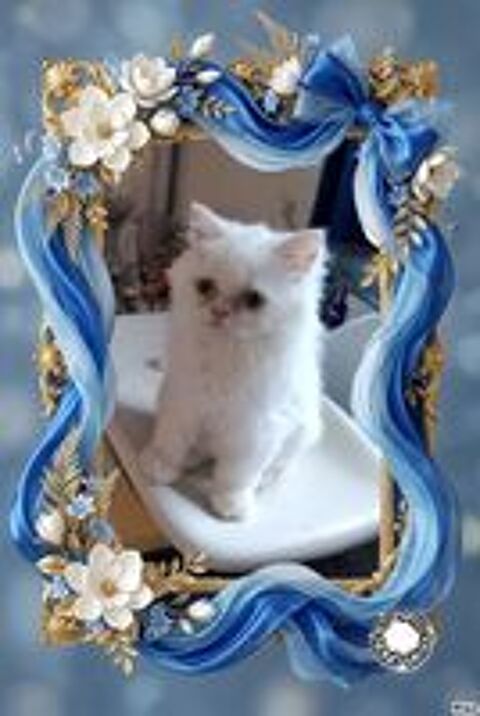   Chatons Persans 