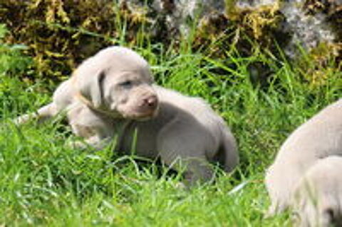    Chiots Braque de Weimar LOF à réserver
