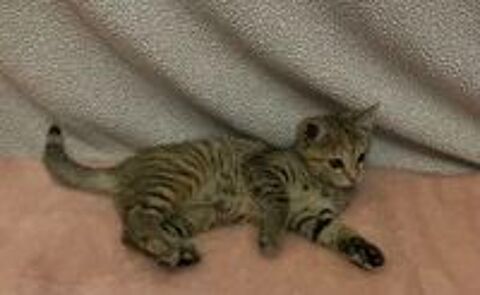   Chaton  