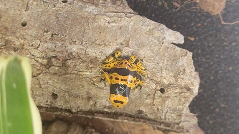 Dendrobate leucomelas bolivar 50 78730 Saint-arnoult-en-yvelines