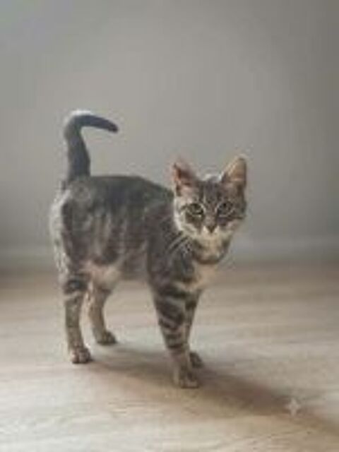   Steffy jeune chatte caline 6 mois cherche famille 