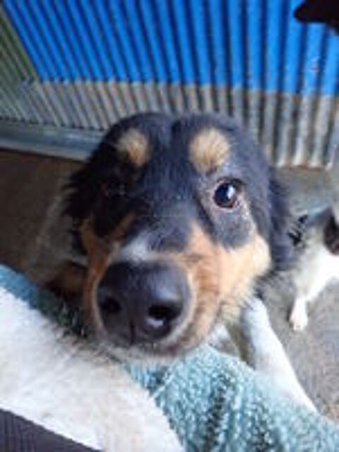   Goody à l'adoption 