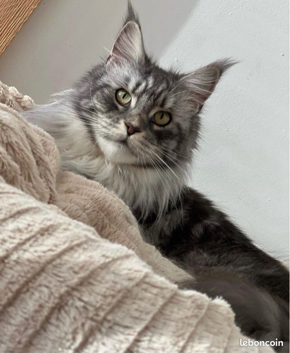   🐾✨ Maine Coon LOOF haut de gamme – Tests R.A.S 🧬 – Gros gabarit 🦁 – Disponibles 🐱💫 