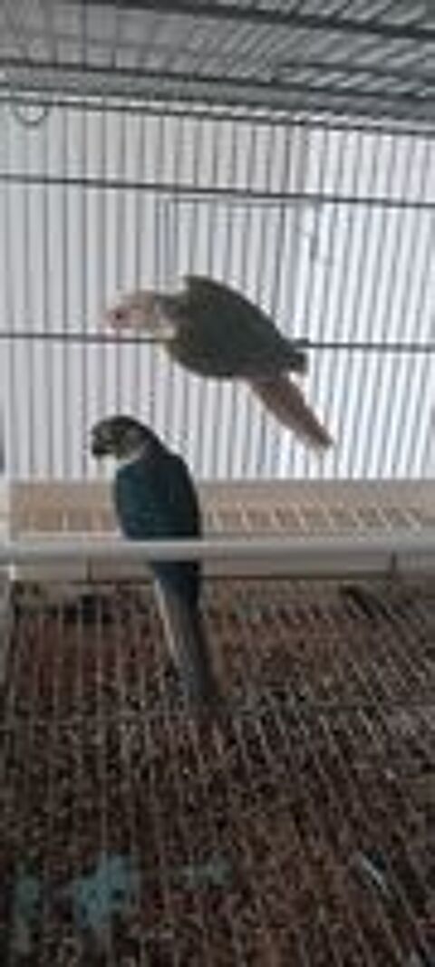   Couple Conure Turquoise opaline 