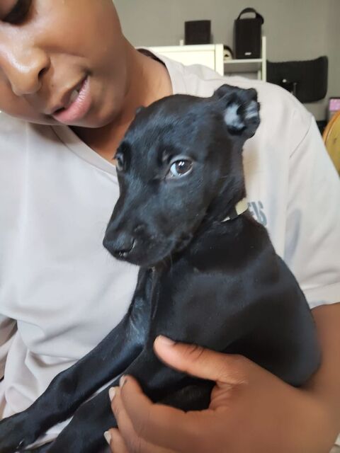 Alma, 2 mois,cherche de bons adoptants 170 92390 Villeneuve-la-garenne