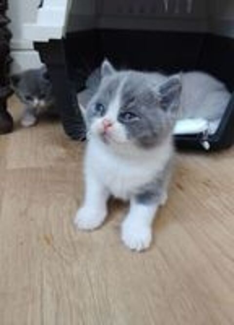   Beau chaton british shorthair Loof bleu et blanc à  réserver 
