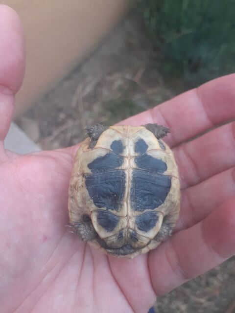 Tortue hermann de 2 ans 50 84140 Montfavet