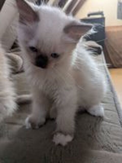    3 chatons Ragdoll LOOF avec pedigree, vaccinés et pucés, Co 