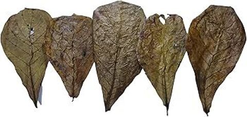 13 Feuilles de cattapa et bananier 5 95190 Goussainville