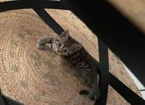   Chaton Tigré Male à l'adoption 