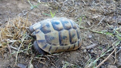 Tortue Graeca ibera 31000 Toulouse