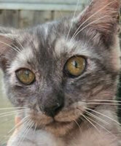   Caniches nain toy Maine coon  
