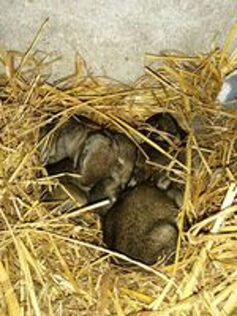   Lapin de garenne  