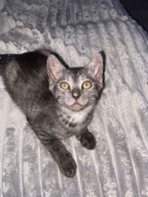   Chatons  