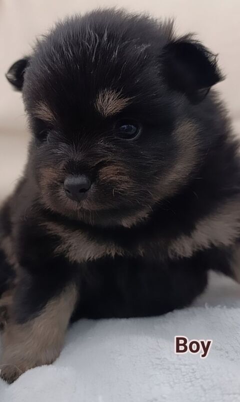 A r&eacute;server magnifiques chiots spitz nain 1400 59253 La gorgue