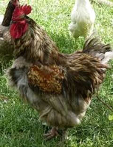   coq  