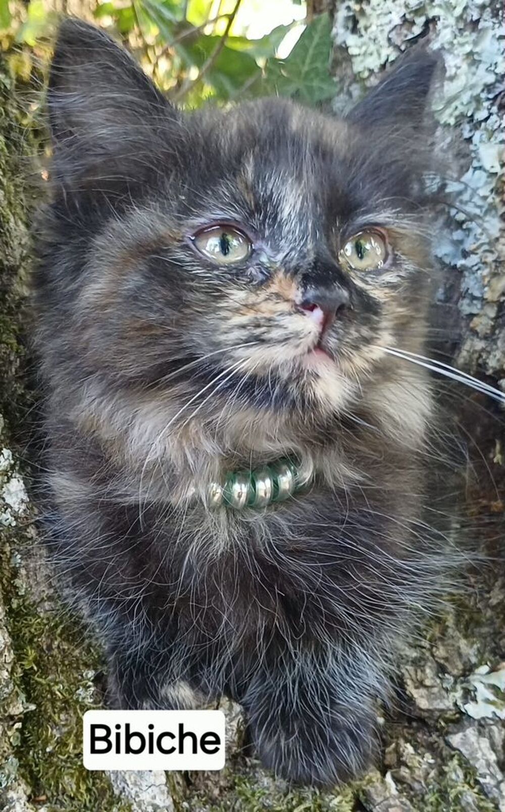  Chatons siberiens LOOF  