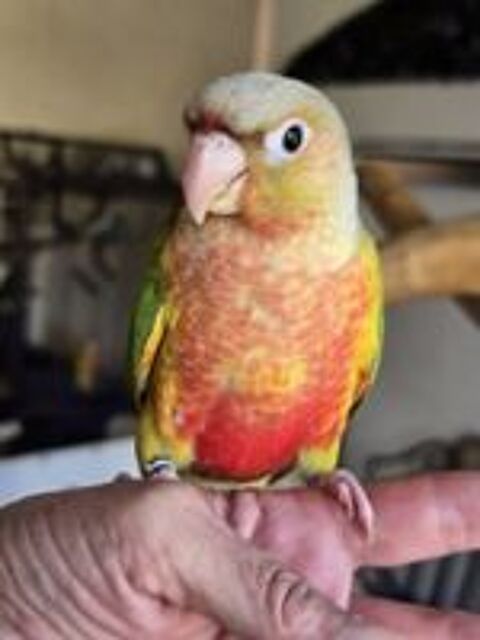   Conure de Molinae 
