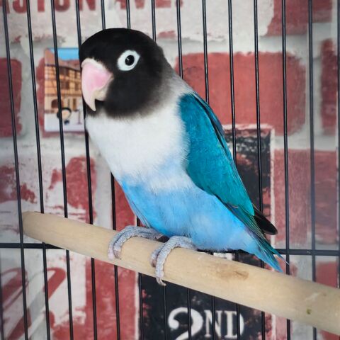 Agapornis personata 50 56270 Ploemeur