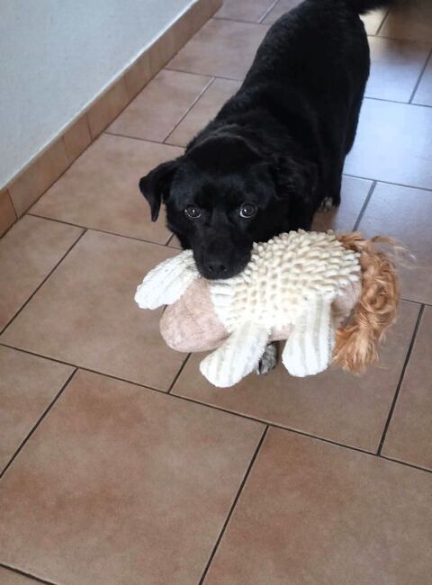 Spirito &agrave; l'adoption 220 27220 Saint-andr�-de-l'eure