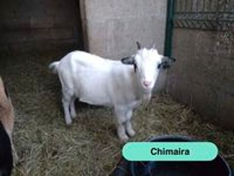   Chimaira, chèvre naine à adopter 