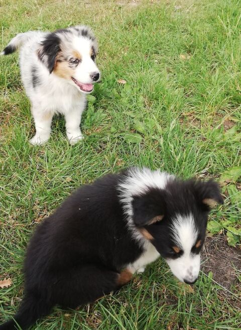 Chiots Berger australiens 900 33760 Romagne