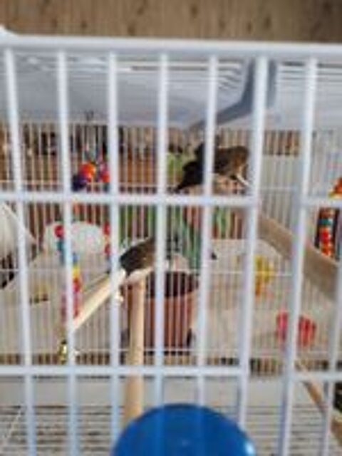   cage avec 4 canaris 