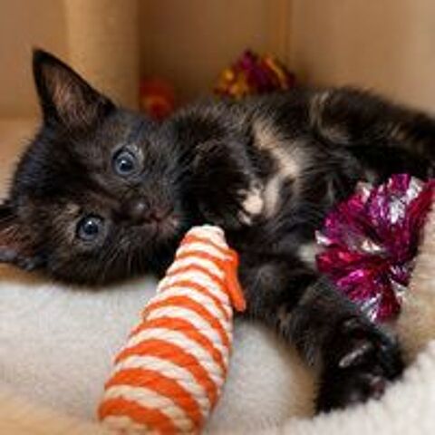   Chaton ARYA 