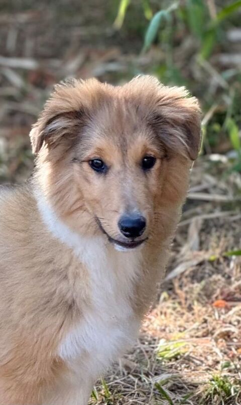 Chiots BERGER SHETLAND Disponibles 1400 01500 Ambronay