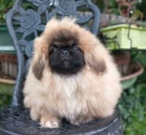   Chiot pékinois lof 
