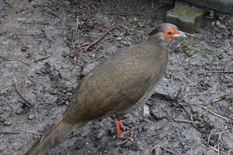 FAISANNE ARGENTE 20 53000 Laval