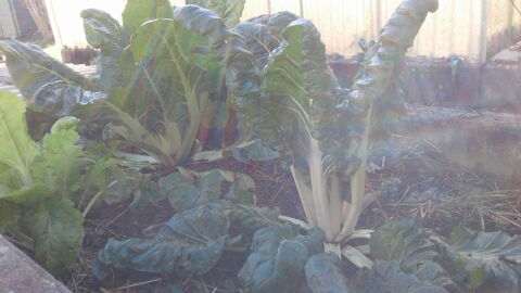 C�tes de bettes Bio 3 Dijon (21)