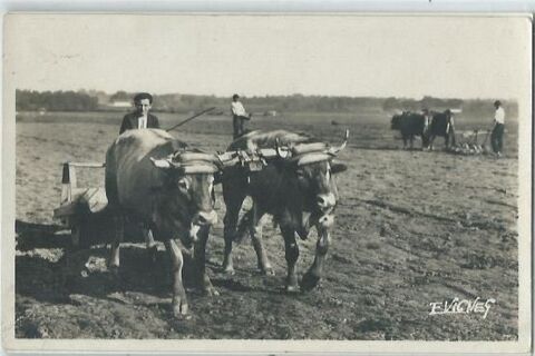 Attelage de boeufs en chalosse 3 Castel-Sarrazin (40)