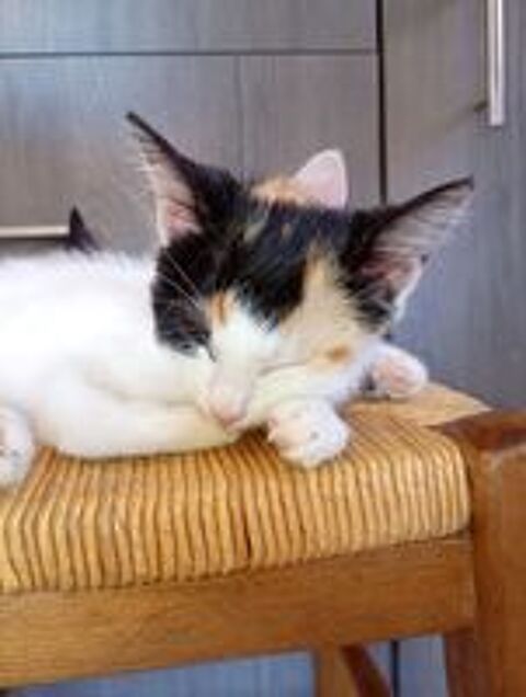   Don Chat 