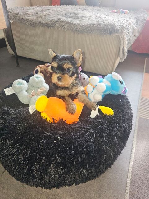 Superbes chiots m&acirc;les yorkshire terrier 
1500 69330 Meyzieu