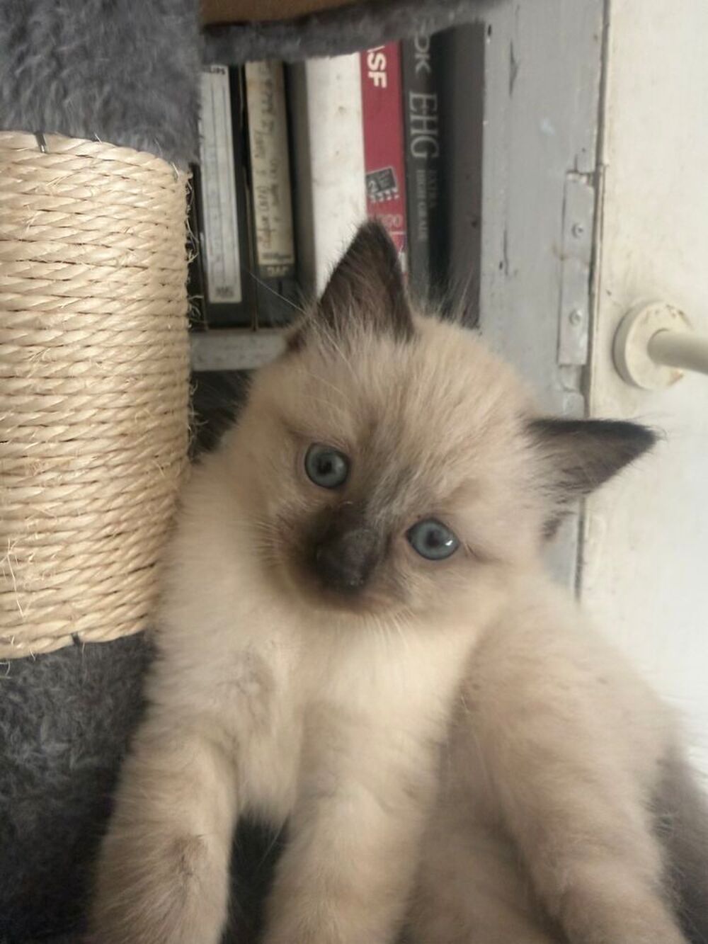   Magnifique chaton ragdoll 
