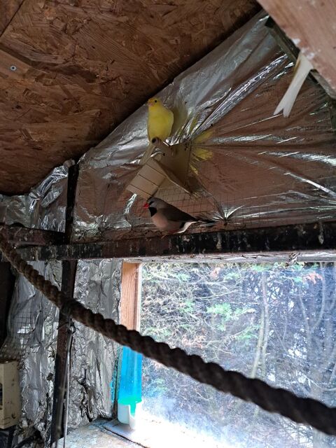 Canari mâle malinois 40 59500 Douai