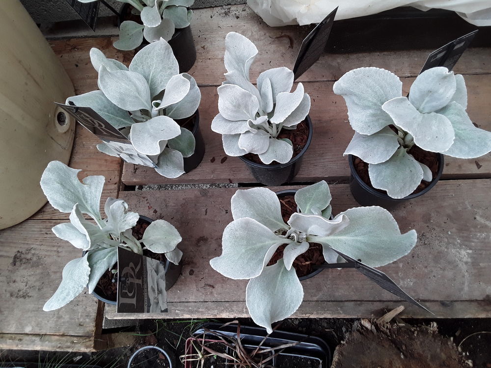 Plantes vivaces Jardin