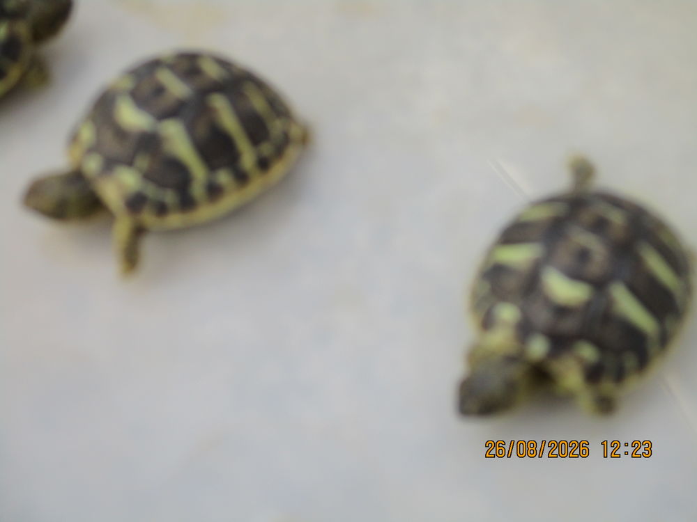   tortues de terre (juvéniles) 
