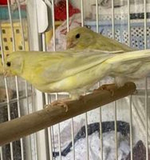  Canari
