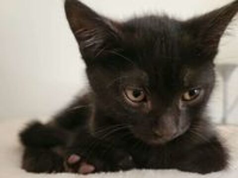   Adorable chaton noir à l'adoption 