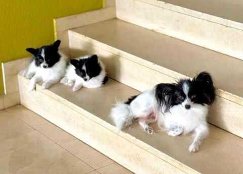 chiot Epagneul Nain Papillon 0 75001 Paris