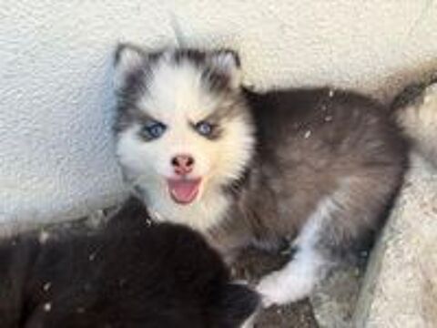   Pomsky  
