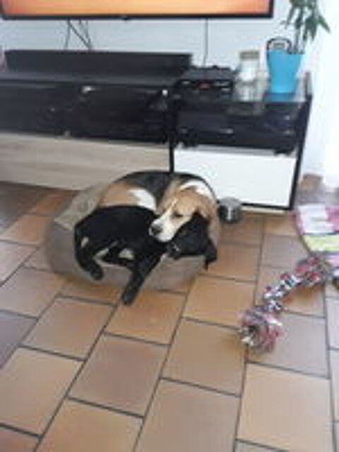   garder votre chien ou votre chat 