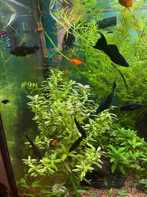 Poisson d'aquarium 1 60340 Saint-leu-d'esserent