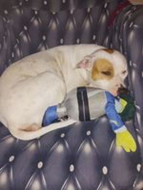   Nibby,4 ans,cherche un bon foyer  