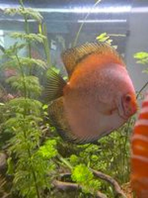   Discus Adultes Poisson d'aquarium Amazonien  